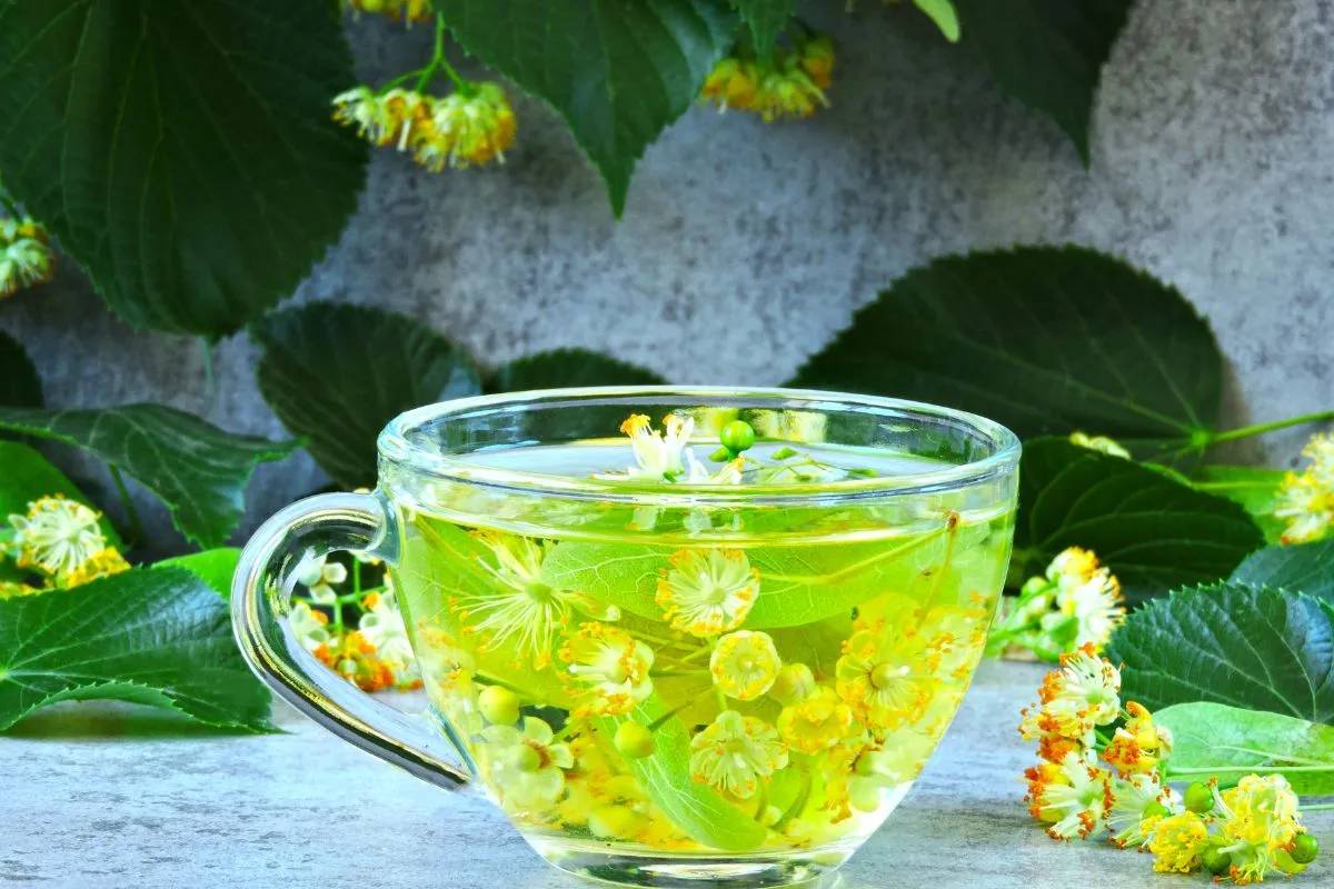 Tila o valeriana ¿Qué relaja más?