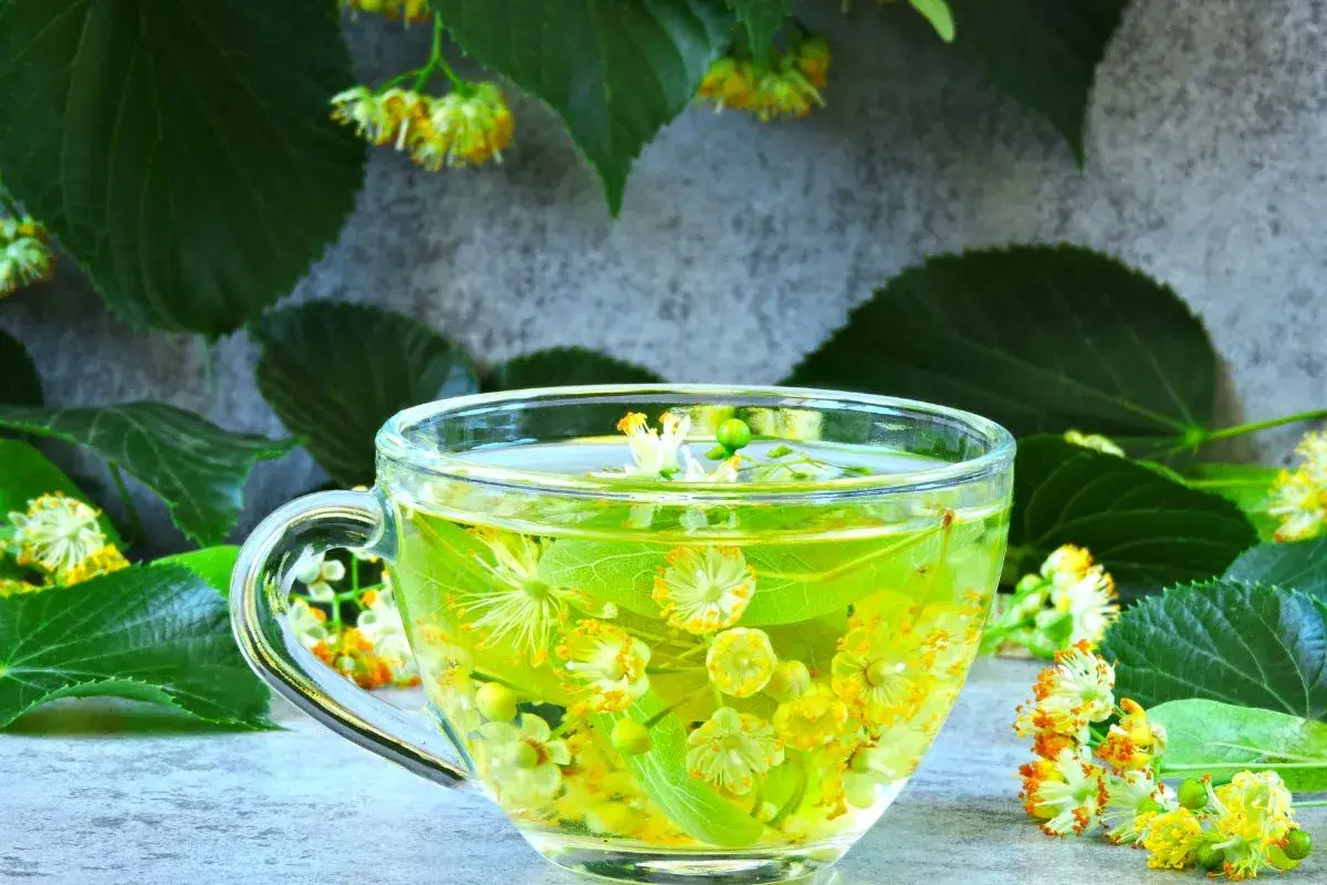Tila o valeriana ¿Qué relaja más?